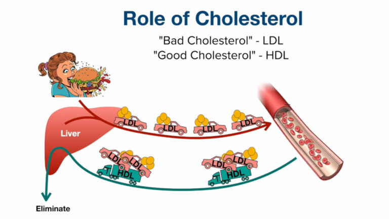 What-makes-HDL